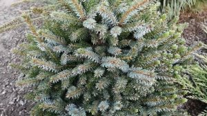 ЕЛЬ СЕРБСКАЯ НАНА СПУСТЯ 3 ГОДА.