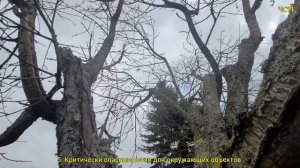 ОБРЕЗКА СТАРОЙ ЧЕРЕШНИ ЗАПУЩЕННОЙ 4 Главных Правила! П