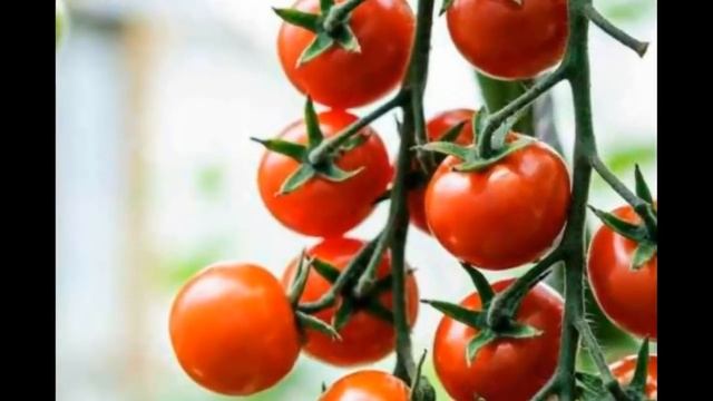 Эти Томаты будут ХИТ 2024. Лучшие томаты в 2023-24г Вы уже к? смотреть онлайн