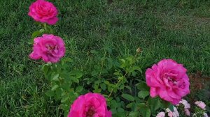 Фантастическая роза Velasquez (Веласкес), Франция