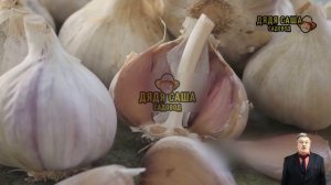 Яровой чеснок: секреты богатого урожая!