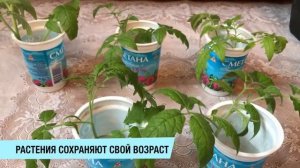 СПАСАЕМ РАССАДУ ТОМАТОВ // ПРИ ПЕРЕРАСТАНИИ И БОЛЕЗНИ