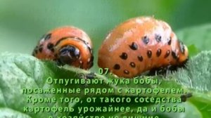 Как избавиться от колорадского жука. Народные средств