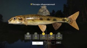 Пескарь обыкновенный - Трофей на реке Вьюнок 🎣 РР4