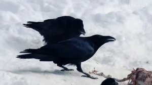 Ворон: Темный Ум Природы | Интересные факты про вороно?