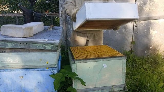 Пчеловодство - Осмотр семей на начало главного взятка смотреть онлайн