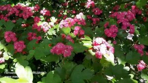 Боярышник на штамбе Пауль Скарлет: обзор саженцев