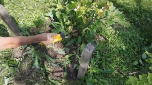 Прополочная машинка Musashi-WE-700 в работе / Weeding machine Musashi-WE-7