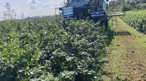 Сбор черной смородины комбайном Braud