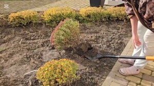 Хризантемы мультифлора в кашпо. Продлеваем период цве