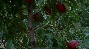 Сорт нектарина Старк Ред Голд.