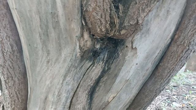 Как узнать, что дерево аварийное