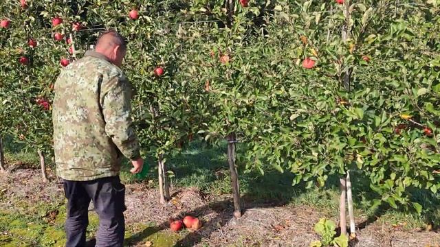Сорт яблони Чемпион, в 2024г. смотреть онлайн