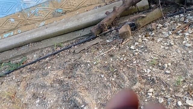 Плаэре Свит Триат ( Sweet Treat ) 18.07.2025