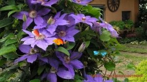 Клематис крупноцветковый Николай Коперник 🌿 обзор: к