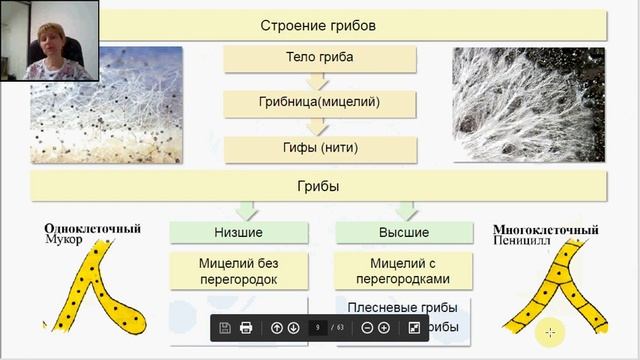 Царство Грибы. Подготовка к ЕГЭ и ОГЭ по биологии