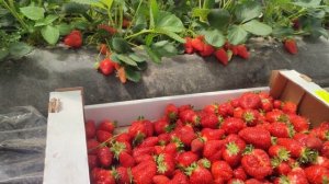 Простой расчет урожайности с куста клубники.Что почём