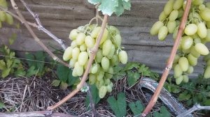 Виноград Джина , Дебют , Джонни в условиях Брянска .