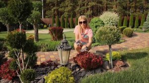 Главное правило выращивания шикарного барбариса! Обр?