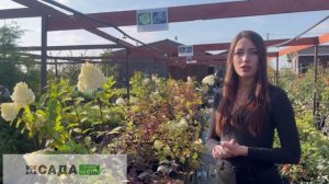 ГОРТЕНЗИЯ ЛАЙМ ЛАЙТ ОПИСАНИЕ И ХАРАКТЕРИСТИКА СОРТА