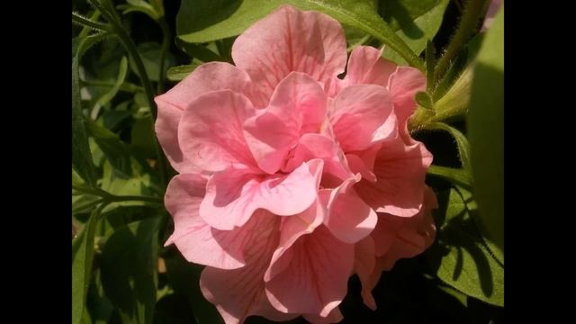 Такие супер махровые ПЕТУНИИ от роз не отличишь. Что в? смотреть онлайн