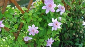 Клематисы - посадка и уход | Hitsad.ru