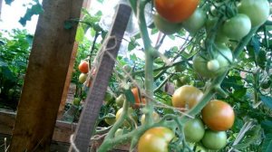 Очень урожайный томат. Сибирский скороспелый.  Обзор н