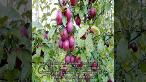 Яблоня Спартан