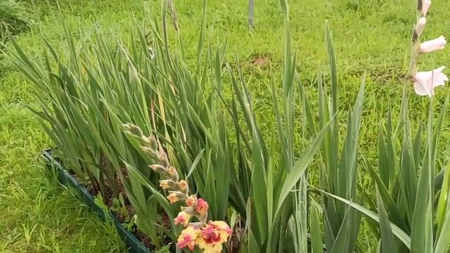 Гладиолусы цветут после потопа