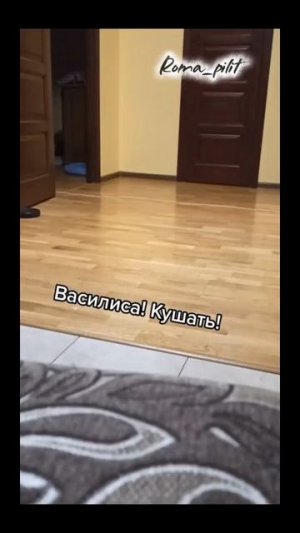 #Василиса #кушать #дрифт #бег #кот #смех #юмор #животные