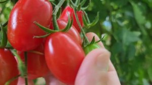 Томат Щербет F1