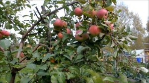 Сорт яблони Брянское