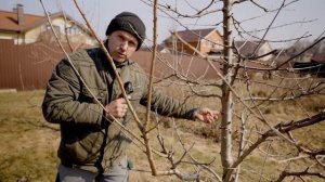 Три секретных способа обрезки черешни от практикующе?