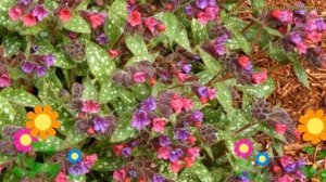 Медуница гибридная Викториан Буч. Краткий обзор, опис?