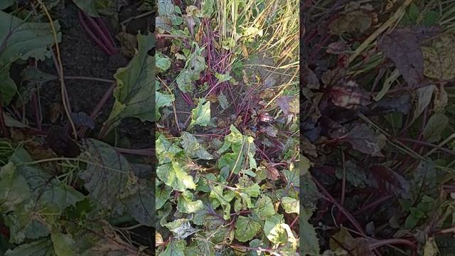 Огород 😊 смотреть онлайн