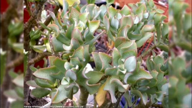 Денежное дерево Крассула Ундулатифолия Синяя Птица К? смотреть онлайн