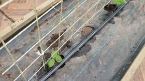 Система капельного полива для теплицы - это просто!