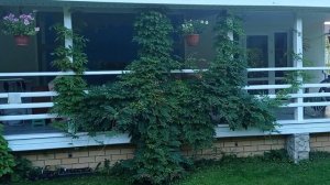 Феноменальная глициния в Средней полосе. Цветет или н?