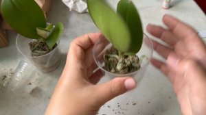 Дешевые орхидеи на маркетплейсах! Стоит ли брать и что с ними делать!?