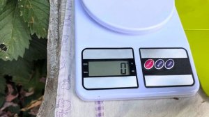 СОРТ ТОМАТА «СЫЗРАНСКАЯ РОЗОВАЯ ПОМИДОРА» Розова ран?