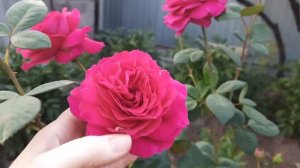 Редкая красавица//Роза Секси Парфюмелла (Веласкес)//Sexy