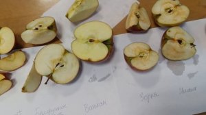 Дегустация сортов яблони Имант, Зорка, Моди и др. 22.10.23