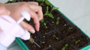 ВЕРБЕНА БОНАРСКАЯ ОТ ПОСЕВА И ДО ЦВЕТЕНИЯ