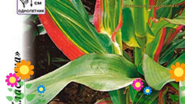 Кукуруза декоративная Пёстрая лента. Краткий обзор, о? смотреть онлайн