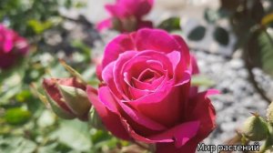 РОЗА «Олд порт» невозможно пройти мимо. Цвет мечты .