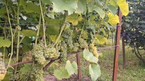 СОЛЯРИС.Один из лучших технических сортов винограда.