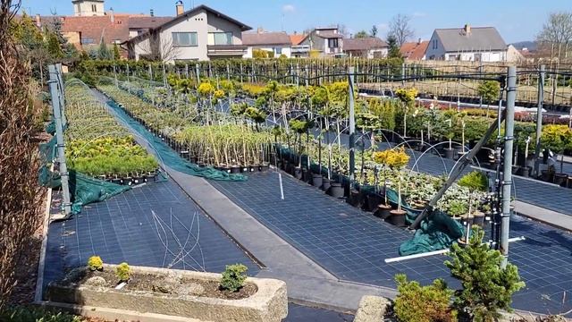 МАГАЗИН ЦВЕТОВ В ЧЕХИИ: декоративные растения, цветы, ?