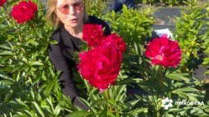 Пион Малинова Ватра. Пулков сад (2025 г.)