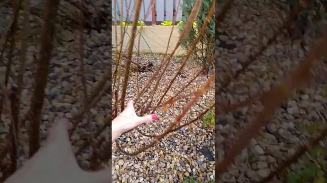 Обрезка гортензий метельчатых осень, 🍁🍂 тонкости#да смотреть онлайн