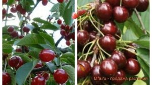 Вишня плодовая Молодежная-Шоколадница 🌿 обзор: как с?